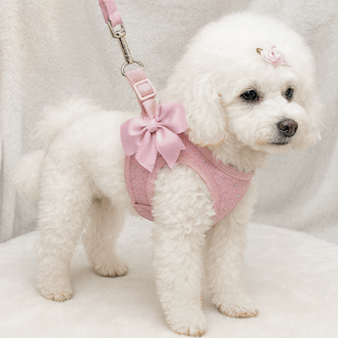 Harnais petit chien | C'est Si Doux - Jamais sans mon chien