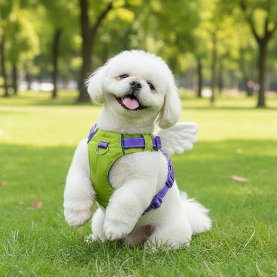 Harnais petit chien | Un Ange la Nuit-Violet- Pekinois qui fait le beau au parc