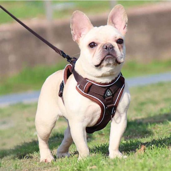 Harnais pour chien | My Good Boy - Jamais sans mon chien