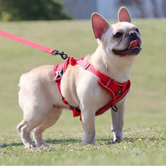 Harnais pour chien | My Good Boy - Jamais sans mon chien