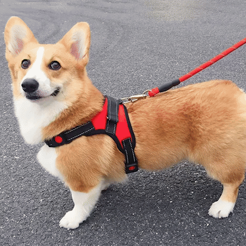 Harnais pour chien | Promenade - Jamais sans mon chien
