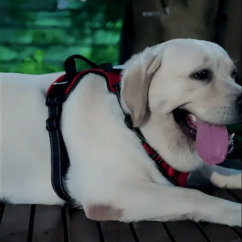 Harnais chien | Lumineux - Jamais sans mon chien