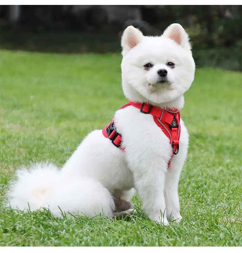 Harnais pour chien | My Good Boy - Jamais sans mon chien