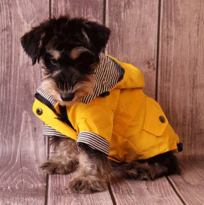 Imperméable pour chien | Popeye Le Marin - Jamais sans mon chien