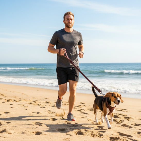 Laisse chien | Le Lasso - Jamais sans mon chien