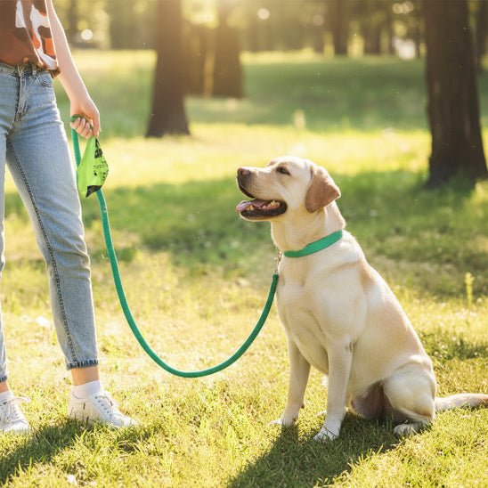 Laisse pour Chien | Bright Light - Jamais sans mon chien