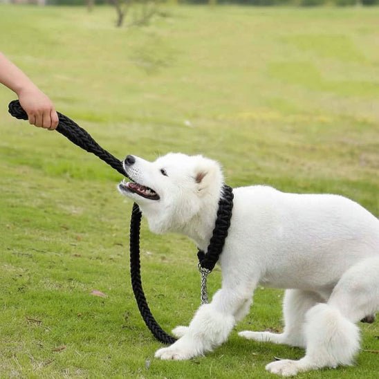 Laisse pour Chien | Tresse - Jamais sans mon chien