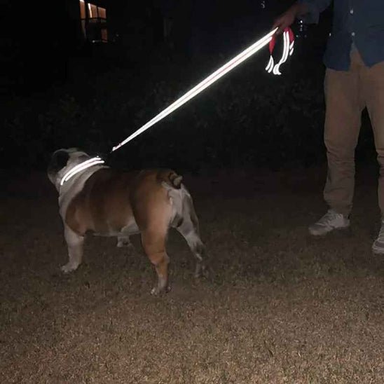 Laisse pour Chien | Bright Light - Jamais sans mon chien