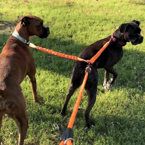 Laisse Double pour Chien | Seul ou en Couple - Jamais sans mon chien