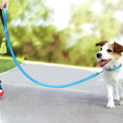 Laisse pour Chien | Bright Light