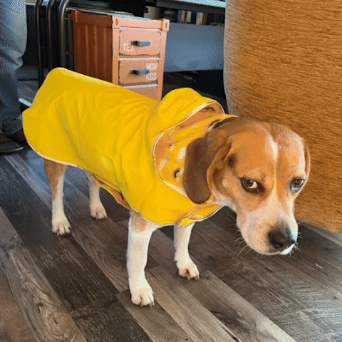 Manteau chien | L'Imperialiste - Jamais sans mon chien
