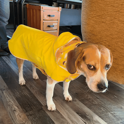 Manteau chien | L'Imperialiste - Jamais sans mon chien