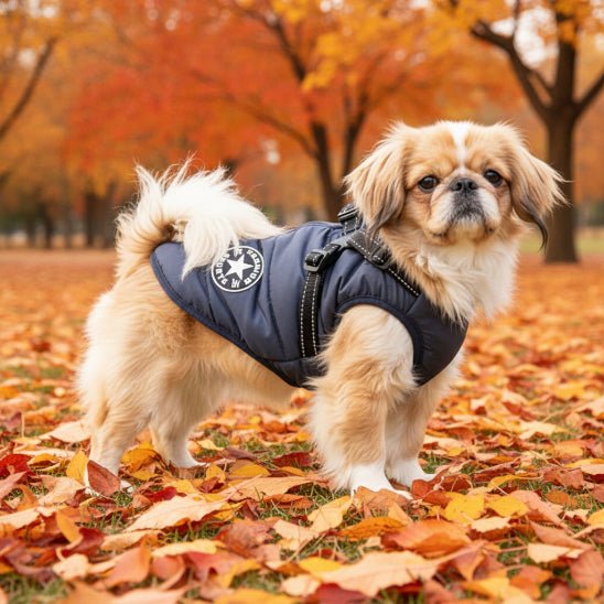 Manteau Chien | Starlight - Jamais sans mon chien