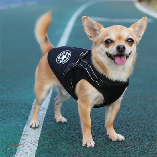 Manteau Chien | Starlight - Jamais sans mon chien