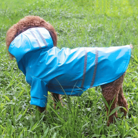 Manteau pour Chien | Le Glossy - Jamais sans mon chien