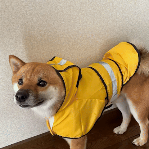 Manteau_pour_chien | L'Inspecteur