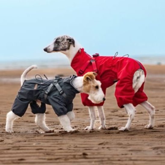 Manteau pour chien | Astro Laika - Jamais sans mon chien