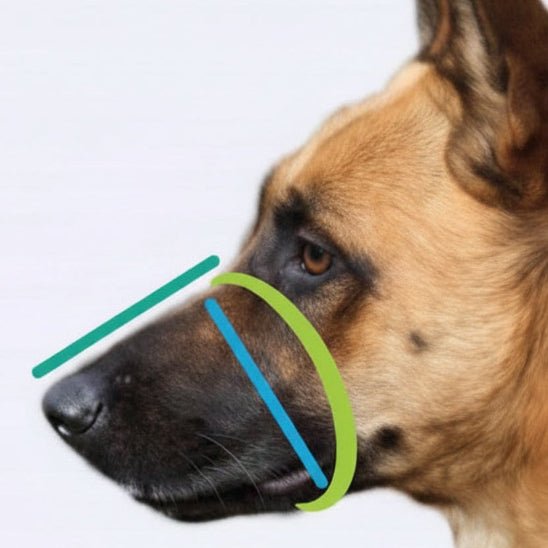 Muselière pour chien | Confort Sécurité - Jamais sans mon chien