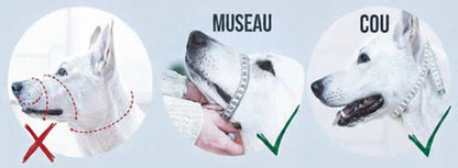 Muselière chien | Le Licol - Jamais sans mon chien