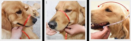 Muselière Chien | Le Nez Sécure - Jamais sans mon chien