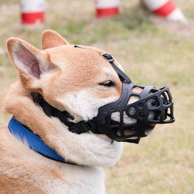 Muselière chien | La 4e Génération-Shiba Inu-2