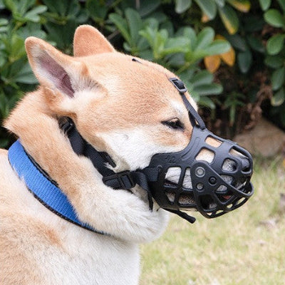 Muselière chien | La 4e Génération-Shiba Inu-2b