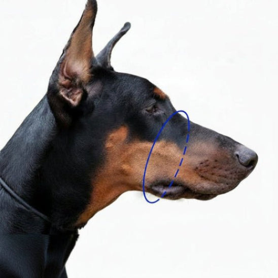 Muselière pour chien | Licol Xtreme - Jamais sans mon chien