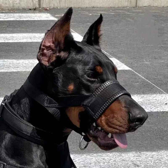 Muselière pour chien | Licol Xtreme - Jamais sans mon chien