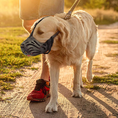 Muselière pour Chien | Type Lupoïde- Golden retriever en laisse