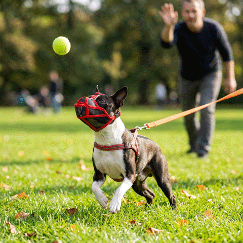 Muselière pour chien | Le Nez Court