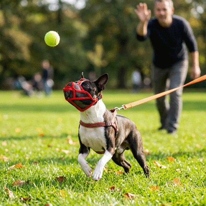 Muselière pour chien | Le Nez Court