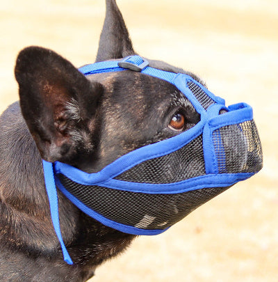 Muselière pour chien | Le Nez Court- Bleu- Bouledogue