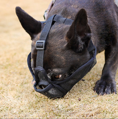 Muselière pour chien | Le Nez Court-Noir-Bouledogue reniflant le sol