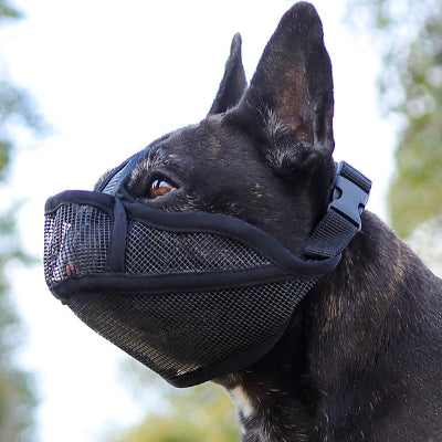 Muselière pour chien | Le Nez Court- Noir-Bouledogue