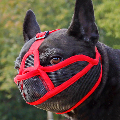 Muselière pour chien | Le Nez Court- Rouge- Bouledogue