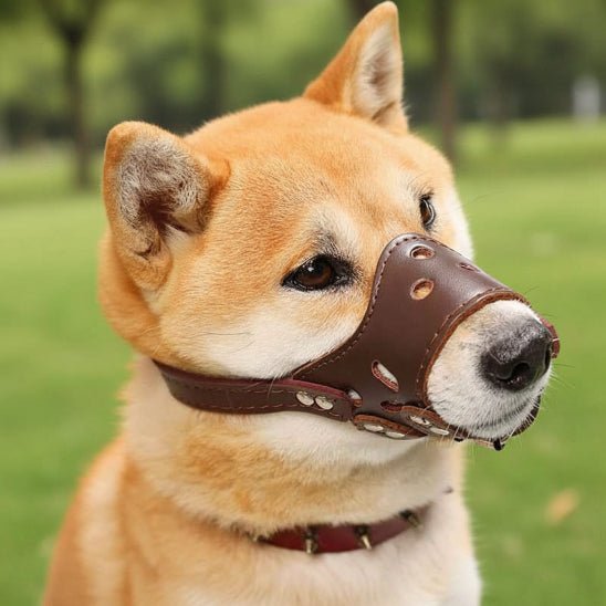 Muselière Chien | Le Nez Sécure - Jamais sans mon chien