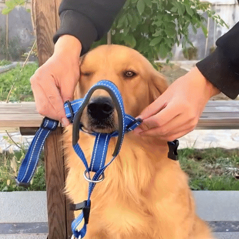 Muselière Chien | Le Licol