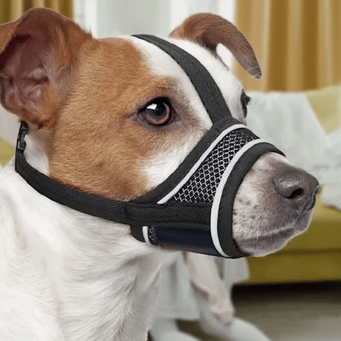 Muselière pour chien | Anti - Mastication - Jamais sans mon chien