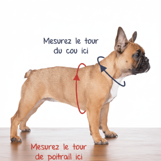 Harnais Chien | Bijou pour Toutou - Jamais sans mon chien