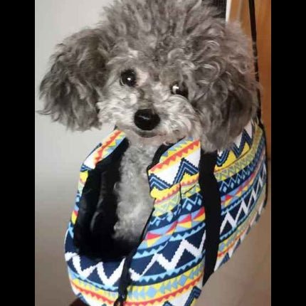 Sac de transport chien | Chico - Jamais sans mon chien
