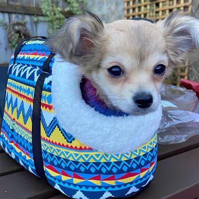 Sac de transport chien | Chico - Jamais sans mon chien