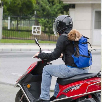 Sac à dos pour Chien | Partout - Jamais sans mon chien