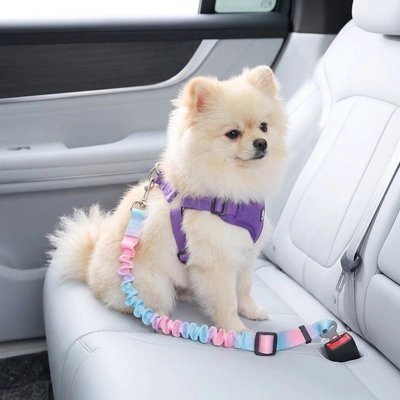 Ceinture de sécurité pour chien | 37857 _Bleu&Rose-Pomeranien