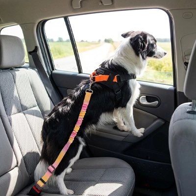 Ceinture de sécurité pour chien | 37857 _Jaune&Rose-Border Collie