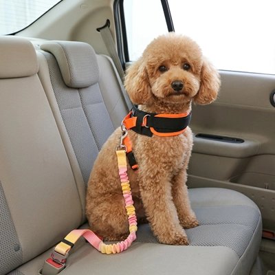 Ceinture de sécurité pour chien | 37857 _Jaune&Rose-Caniche