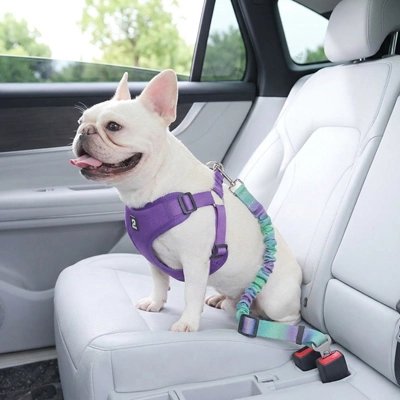Ceinture de sécurité pour chien | 37857 _Vert&Violet-Bouledogue