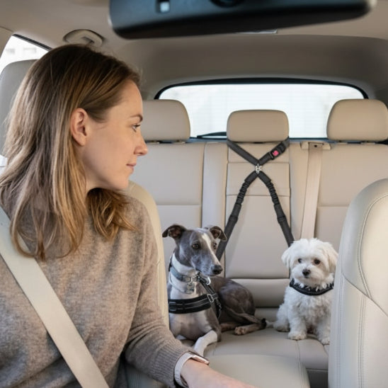 Ceinture de sécurité pour chien | Love Dogs-Noir-Whippet et Bichon