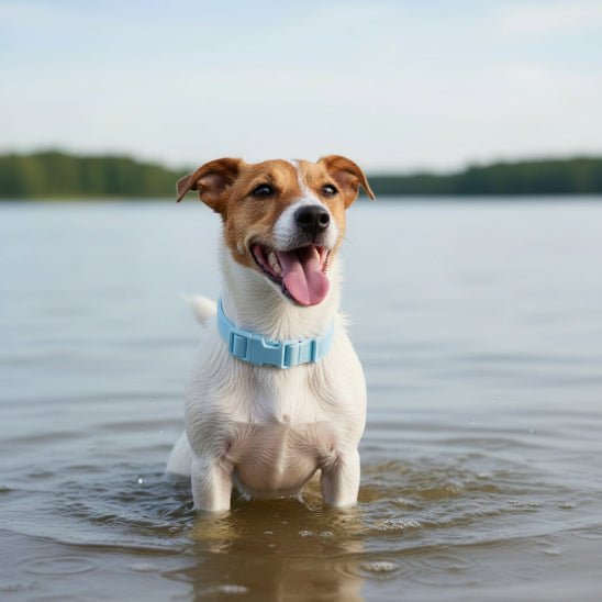 Collier chien | Aquarius - Jamais sans mon chien