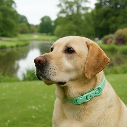 Collier chien | Aquarius - Jamais sans mon chien