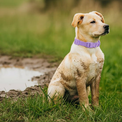 Collier chien | Aquarius - Jamais sans mon chien